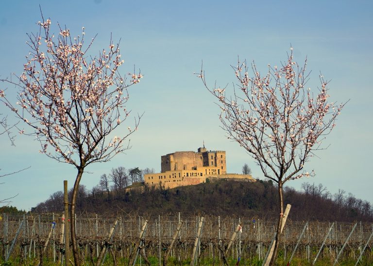 Mandelblüte Mallorca 2025 – Mandelbäume vor mallorquinischer Finca
