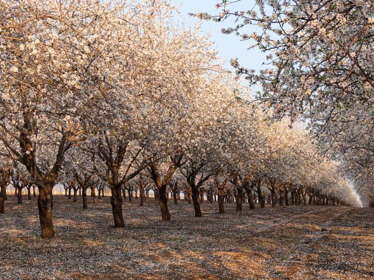 Mandelblüte Mallorca 2025 – blühender Mandelhain im Frühling