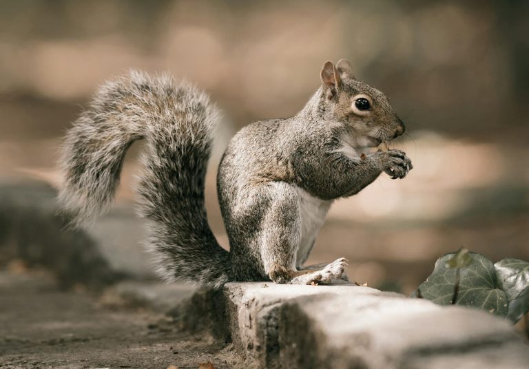 A cute squirrel eating on a park path with a blurred background in nature.