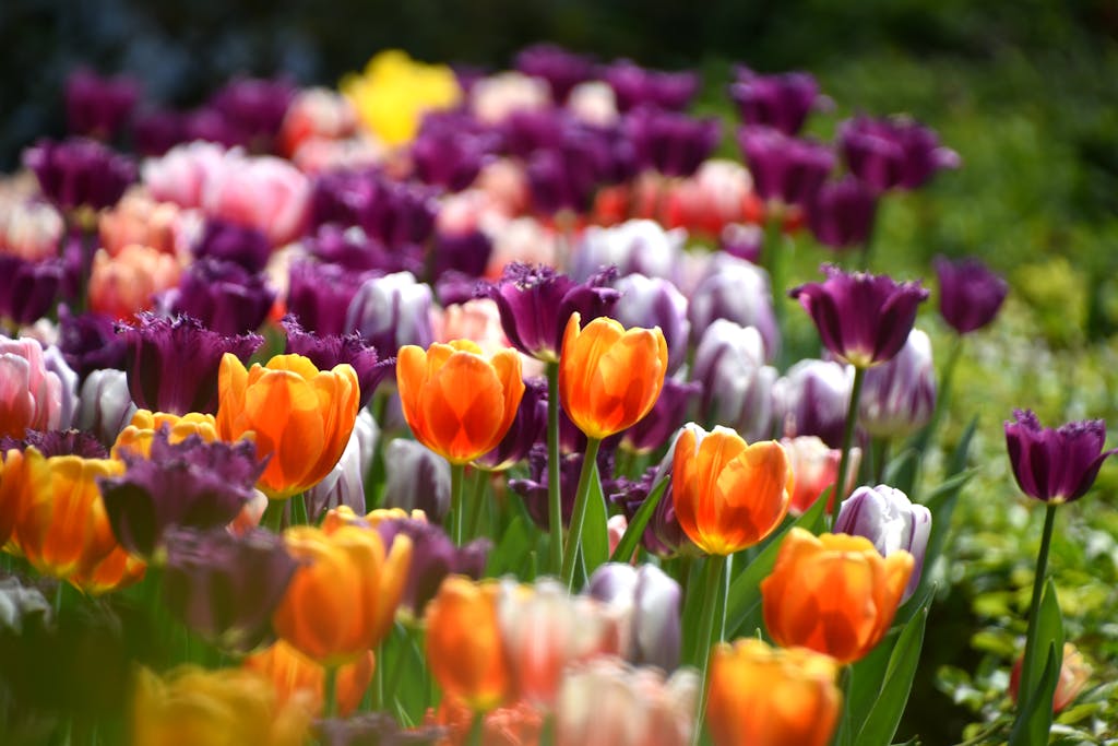 Bunte Tulpen zur Blütezeit in Holland – von Orange über Pink bis Weiß im Keukenhof