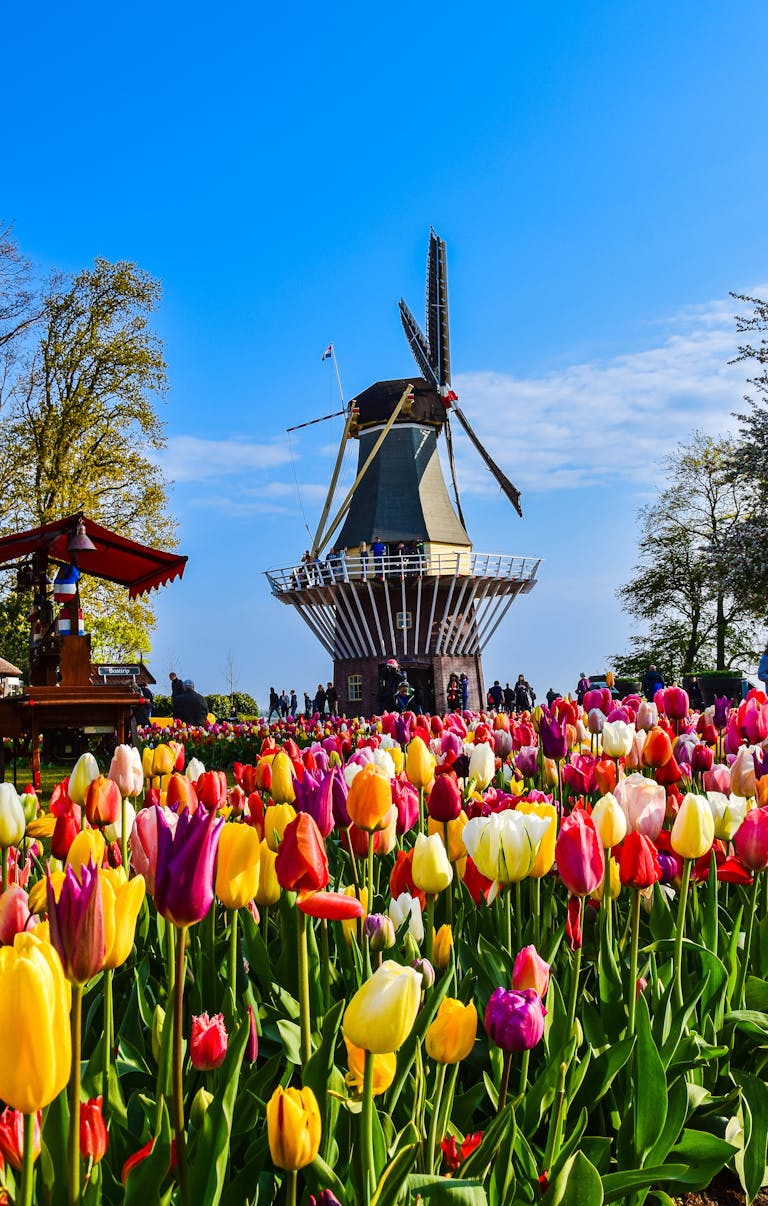 Tulpenblüte Holland – Besucher vor einer Windmühle im farbenfrohen Tulpenmeer bei Sonnenschein