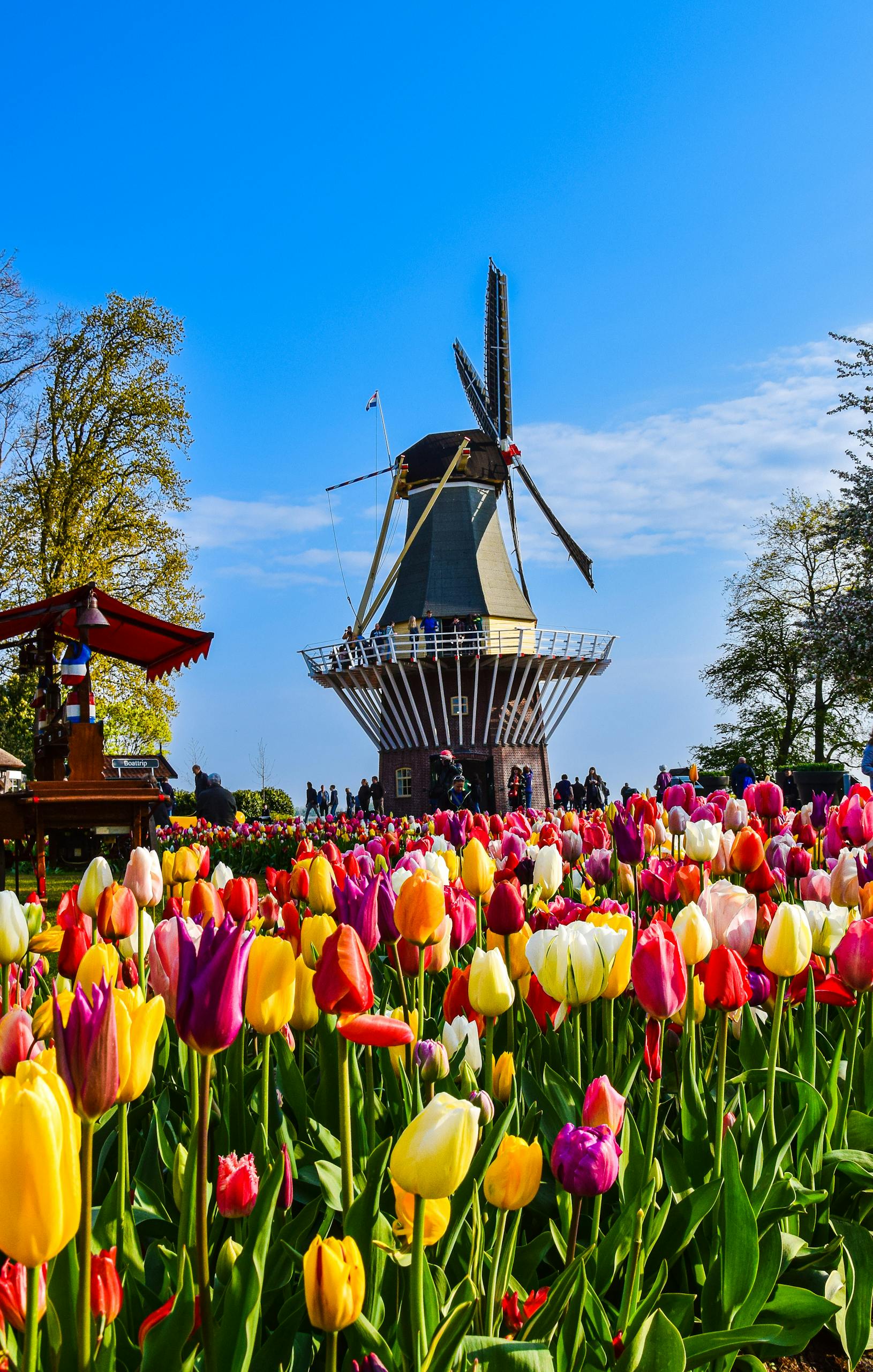 Tulpenblüte Holland – Besucher vor einer Windmühle im farbenfrohen Tulpenmeer bei Sonnenschein